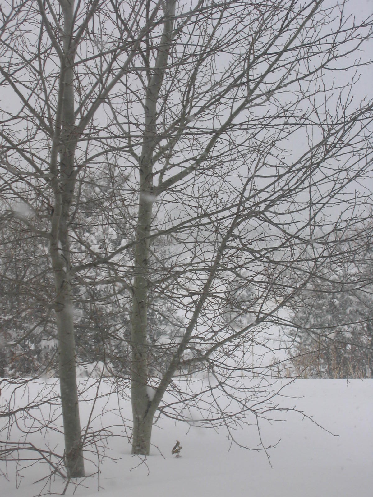 [Winter+Aspen.JPG]