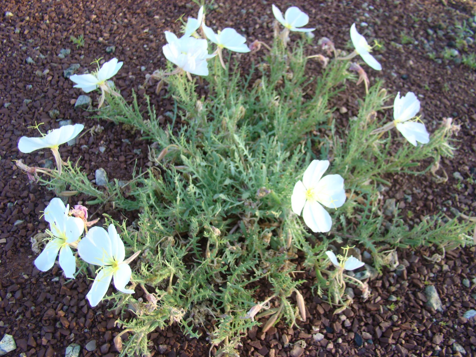 [DSC06507.JPG]