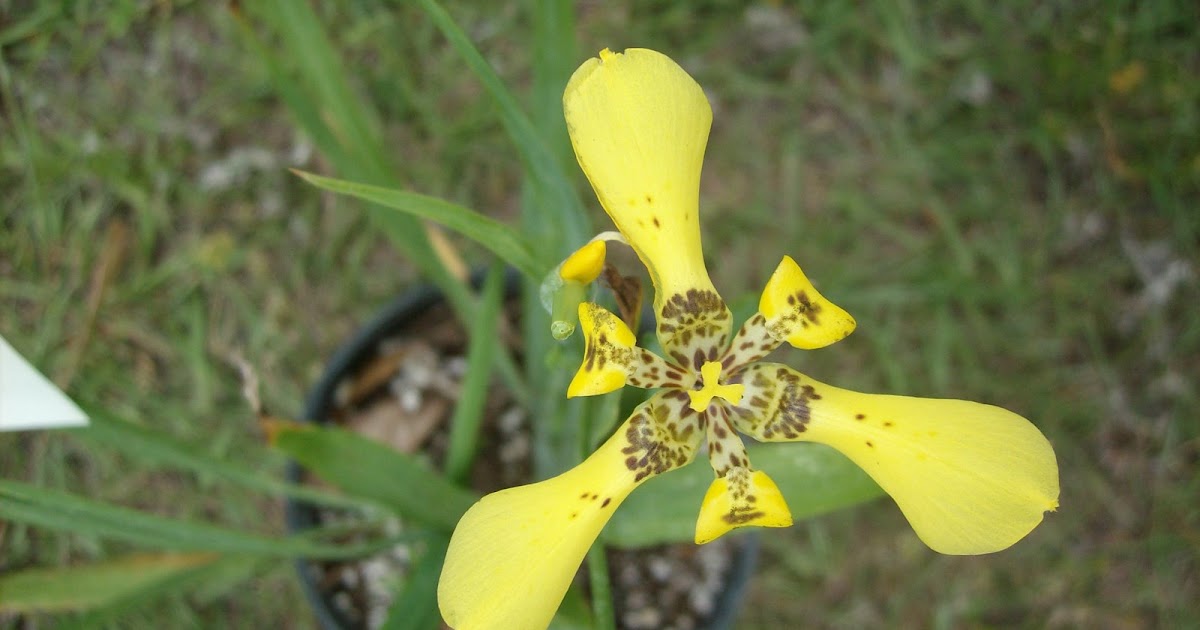 Another Yard in Fort Pierce Yellow Walking Iris , Apostle Plant