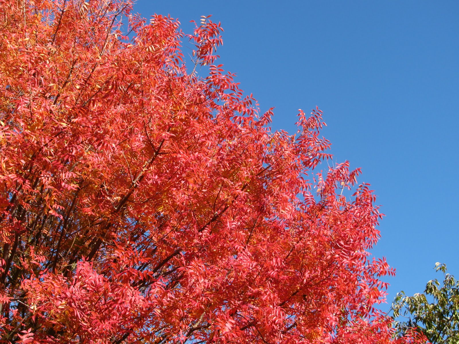 [Red+Tree+1.JPG]