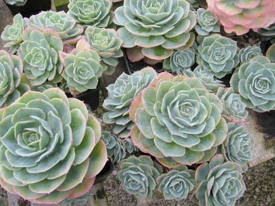 [Succulents.jpg]