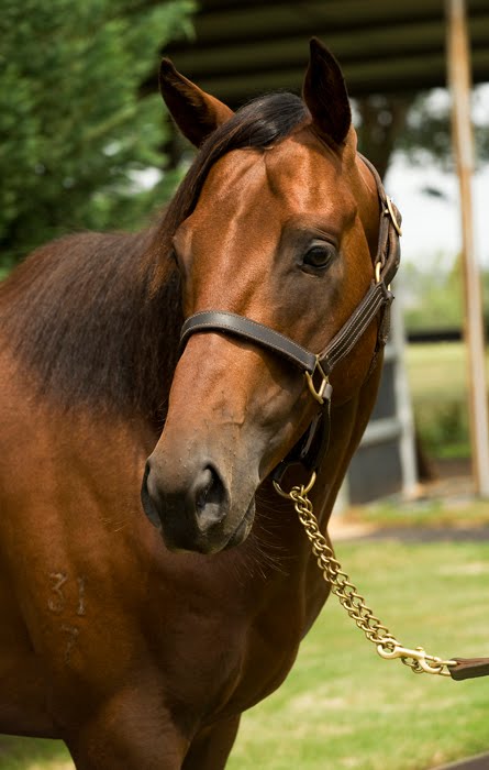 TONSEA STABLE