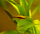 tiny golden pencilfish