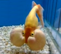 bubble eye goldfish