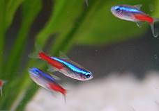 group of neon tetra fish