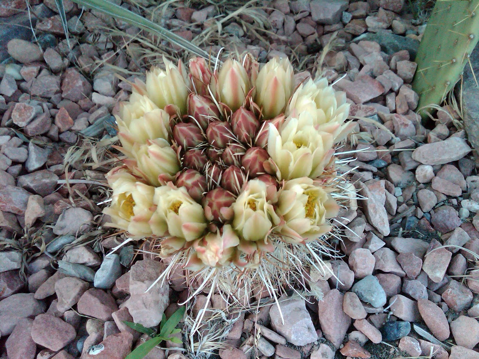 Cactus and Yucca Rebel Cold Hardy Cacti