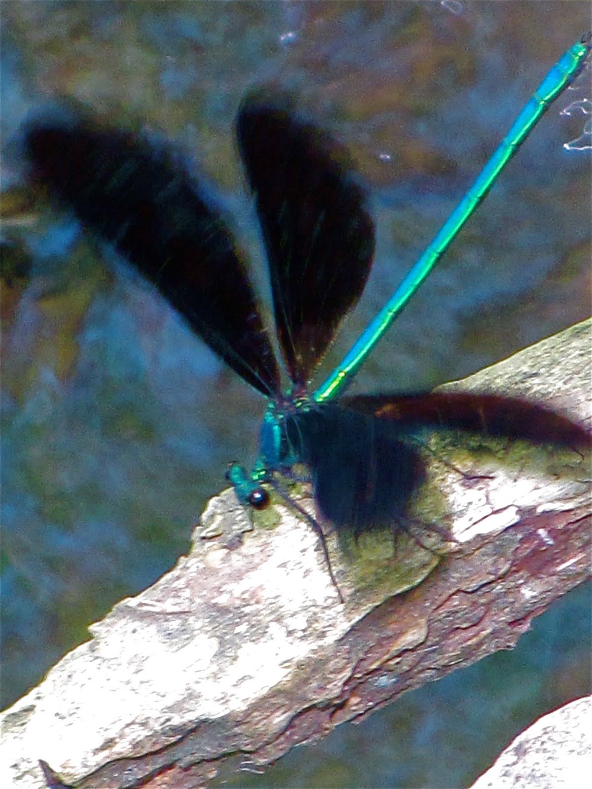 Dragonflies+mating+robert+hass