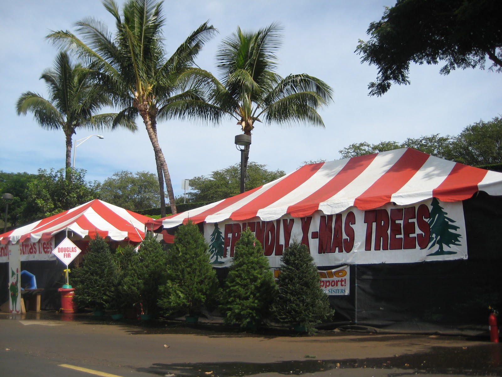 Maui Vacation Guide Where to find Live Christmas Trees on Maui