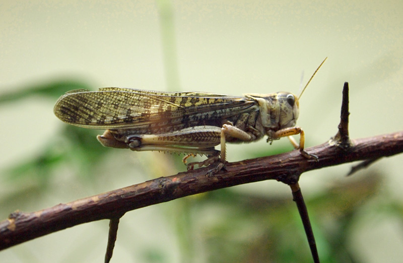 [heuschrecke.jpg]
