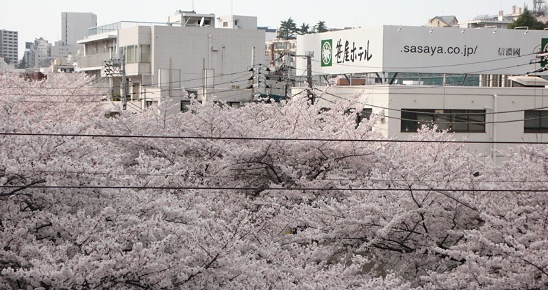 [nakameguro2.jpg]