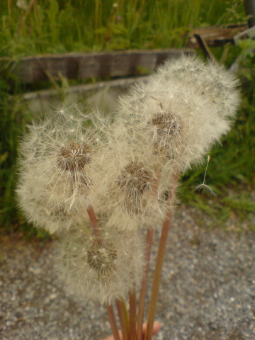 [DSC03058.JPG]