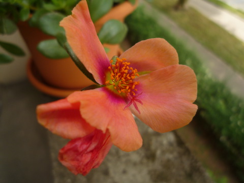 [P1070519.JPG]