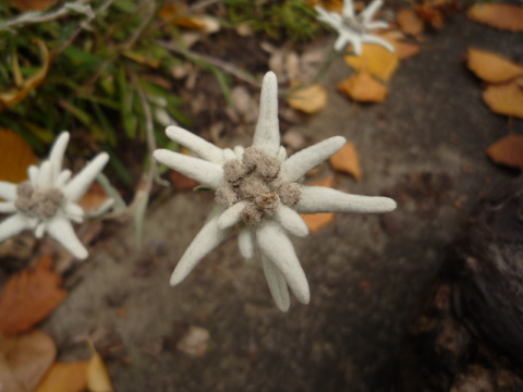 [P1100538.JPG]