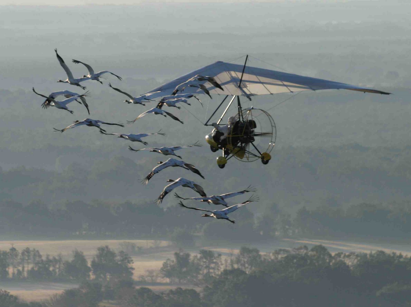 [1-5-08+cranes+trike+small.jpg]