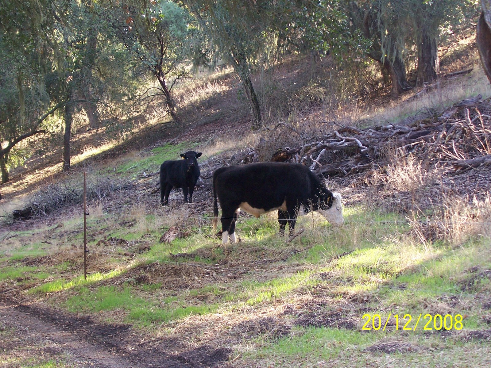 [Cows+679.JPG]