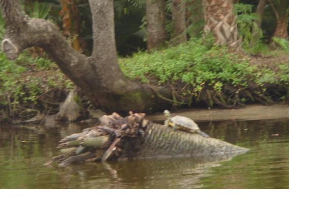 Turtle Sunning on a Log