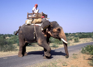 http://3.bp.blogspot.com/_0Of7byEmCKI/S-PwqTjf4uI/AAAAAAAAAZI/8q8hiMmjhFw/s1600/elephant+and+a+rider.jpg Right-click here to download pictures. To help protect your privacy, Outlook prevented automatic download of this picture from the Internet.