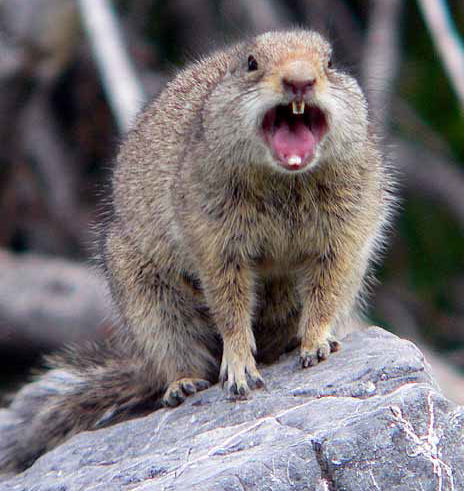 Crazy Squirrel Pictures