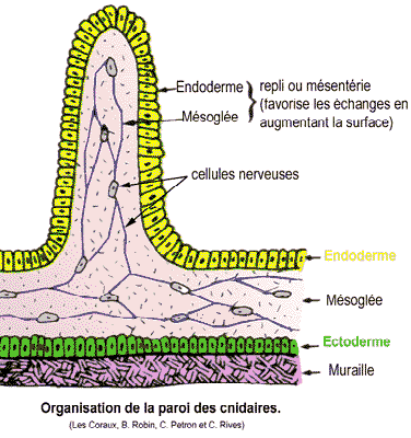 photosynthesis and cell respiration test cellular respiration for kids. photosynthesis and cell respiration test