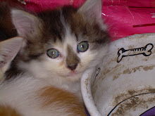 Scarecrow The Kitty
