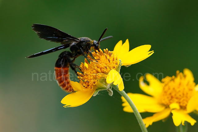 Digger Wasp on Flower