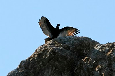 Turkey Vulture Spreading Wings