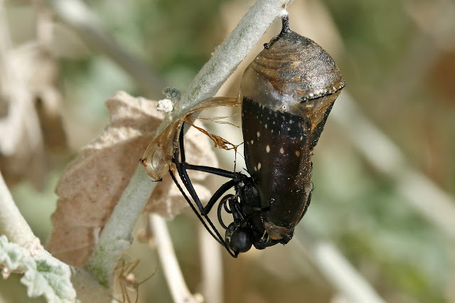 Queen Butterfly Emerging From Chrysalis