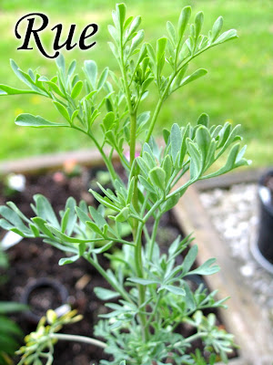 Recipes for the herb rue