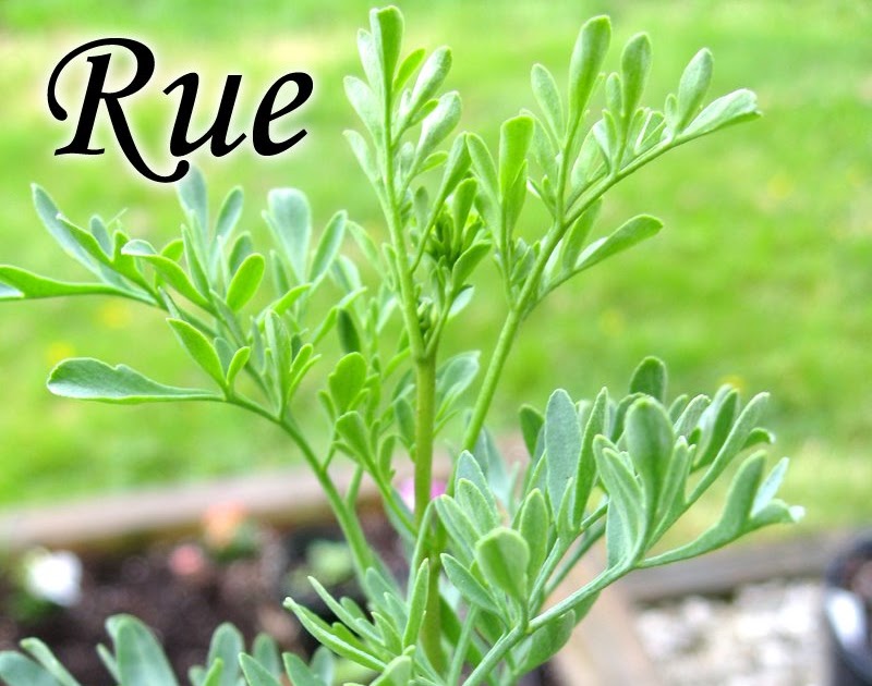 How To Propagate Rue Herb Plant From Cuttings Behind