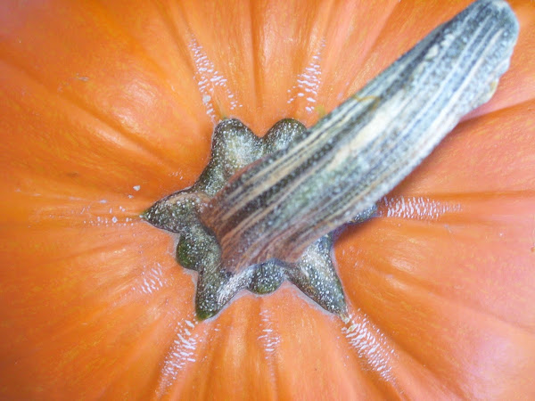 Let the pumpkin carving begin!!!