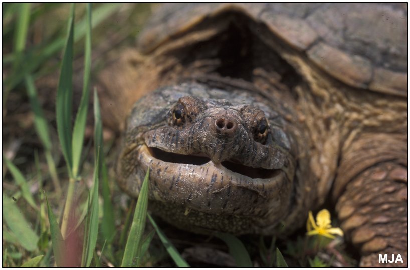 [snapping_turtle_2.jpg]