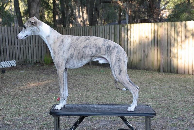 lemmy is owned by wendy montroy in jacksonville fl this beautiful blue