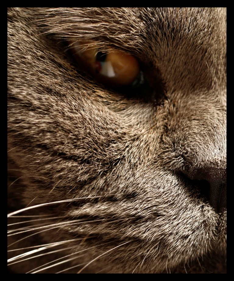 [GATO.jpg]