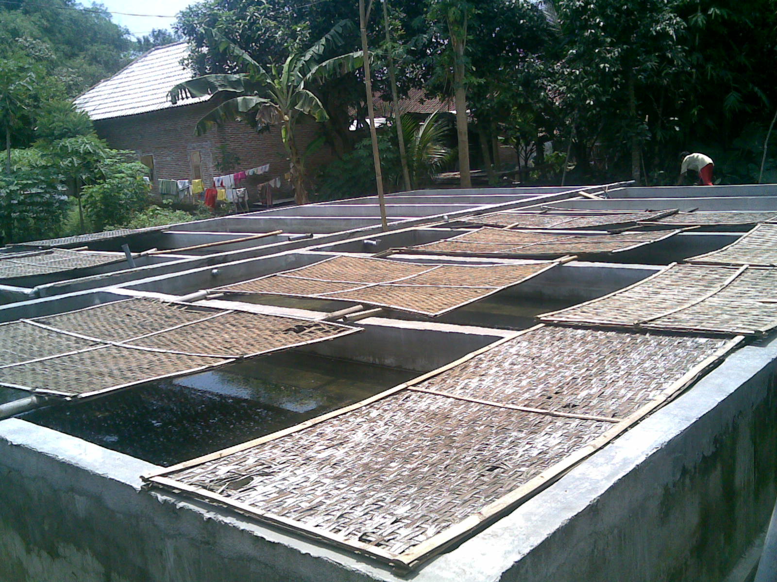 pusat ikan lele ikan lele di kota pare pusat ikan lele ikan lele di kota pare