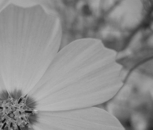 [black-and-white-flower.jpg]