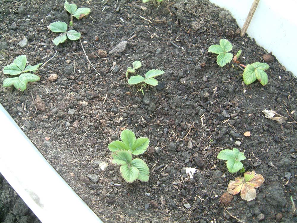 [strawberry+pots.JPG]