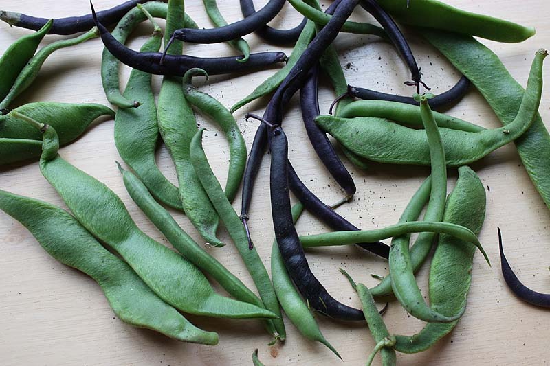 [mixedbeans.jpg]