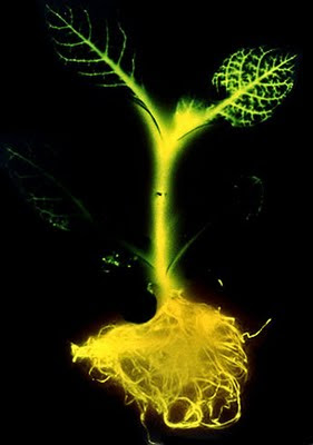 glowing-plant-tobacco_big.jpg