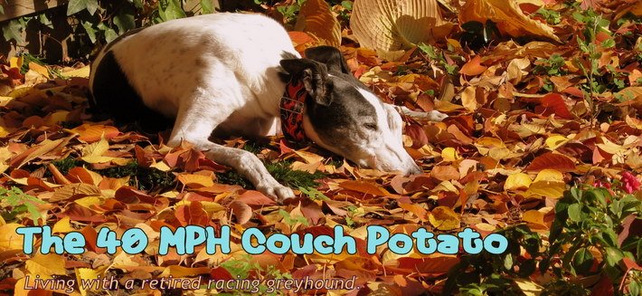 The 40 MPH Couch Potato