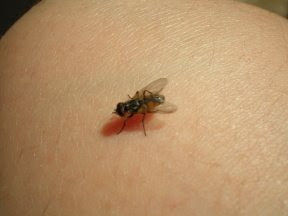 fly