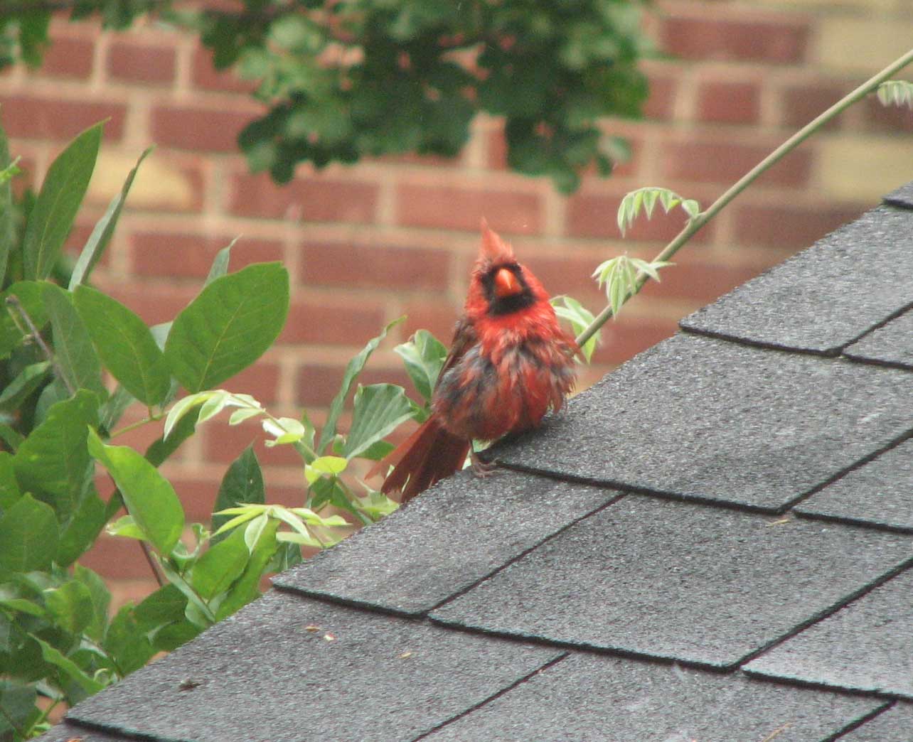 [cardinalcloseup.jpg]