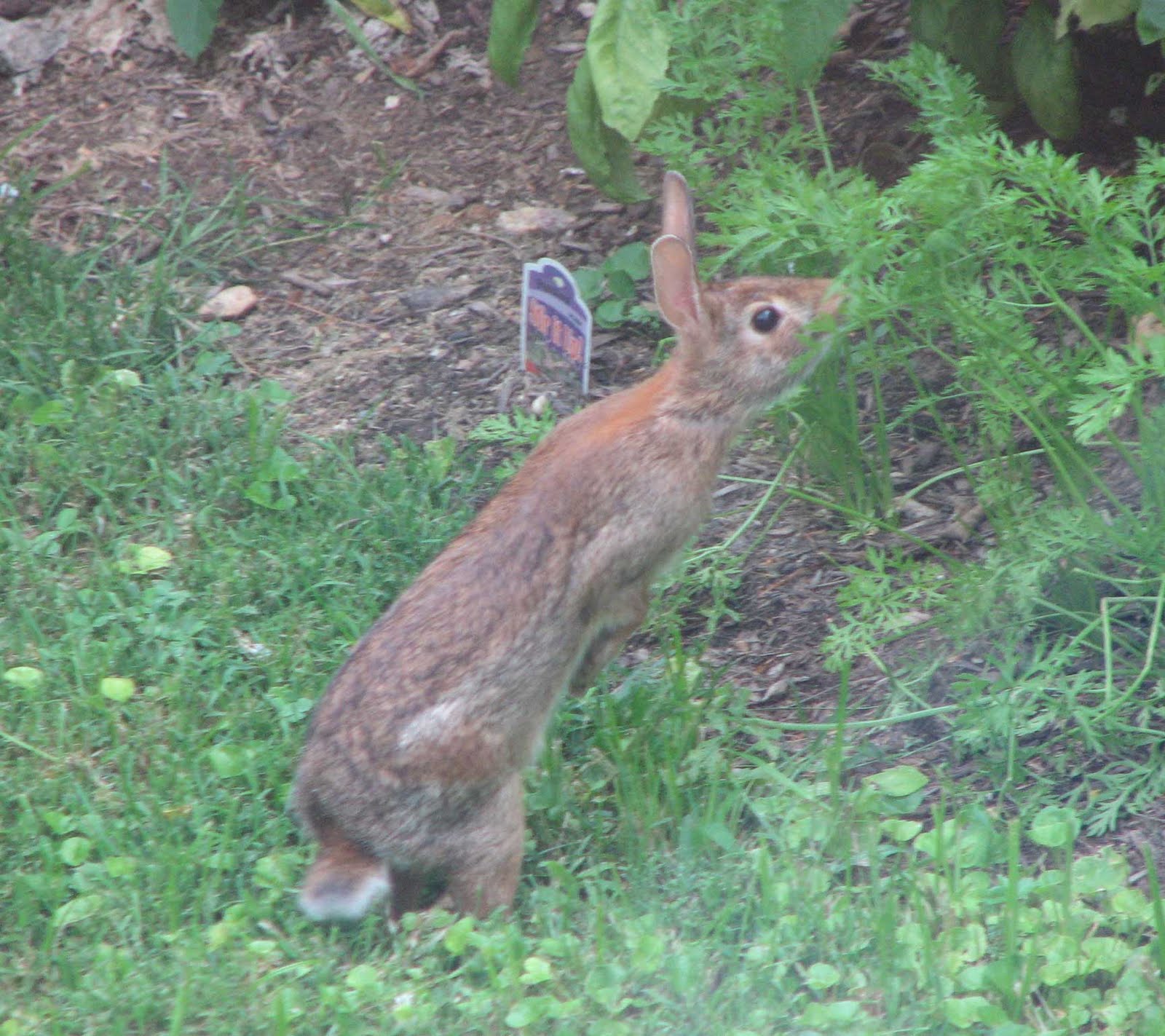 [stretchingbunny.jpg]