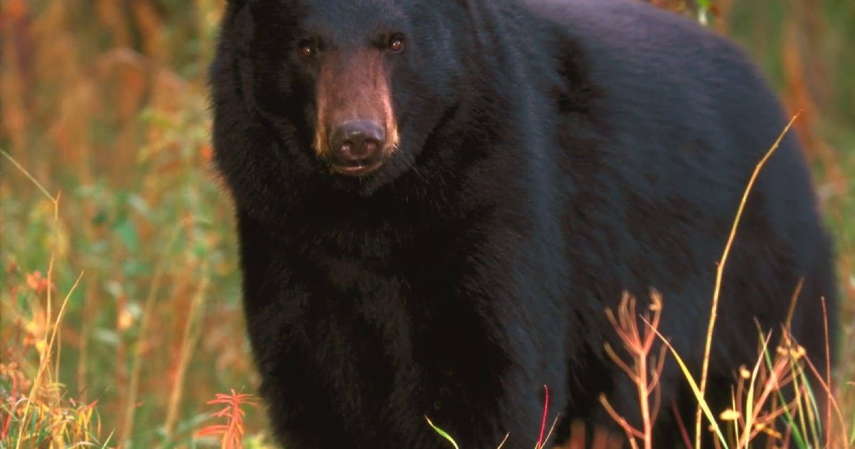 NEW ENGLAND FOLKLORE A Story for Bear Hibernation Day