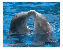 Dolphins kiss