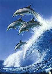 Sweet dolphins