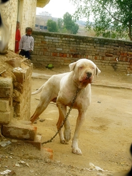 Cute+dog+breeds+in+india