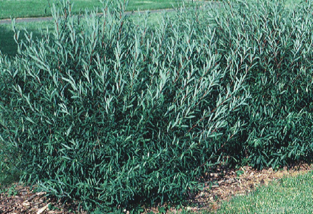Arctic Dwarf Shrub