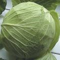 [cabbage.jpg]