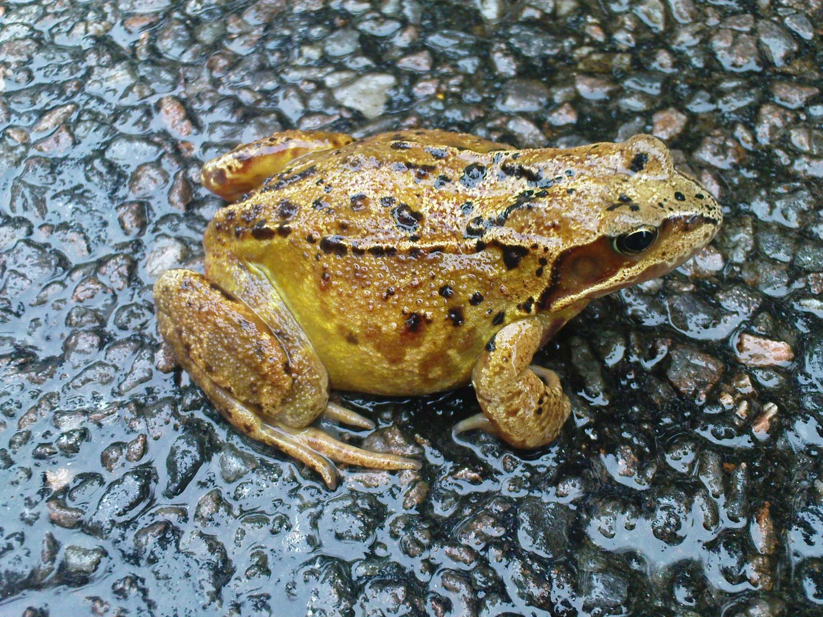 [Frog-in-rain.jpg]