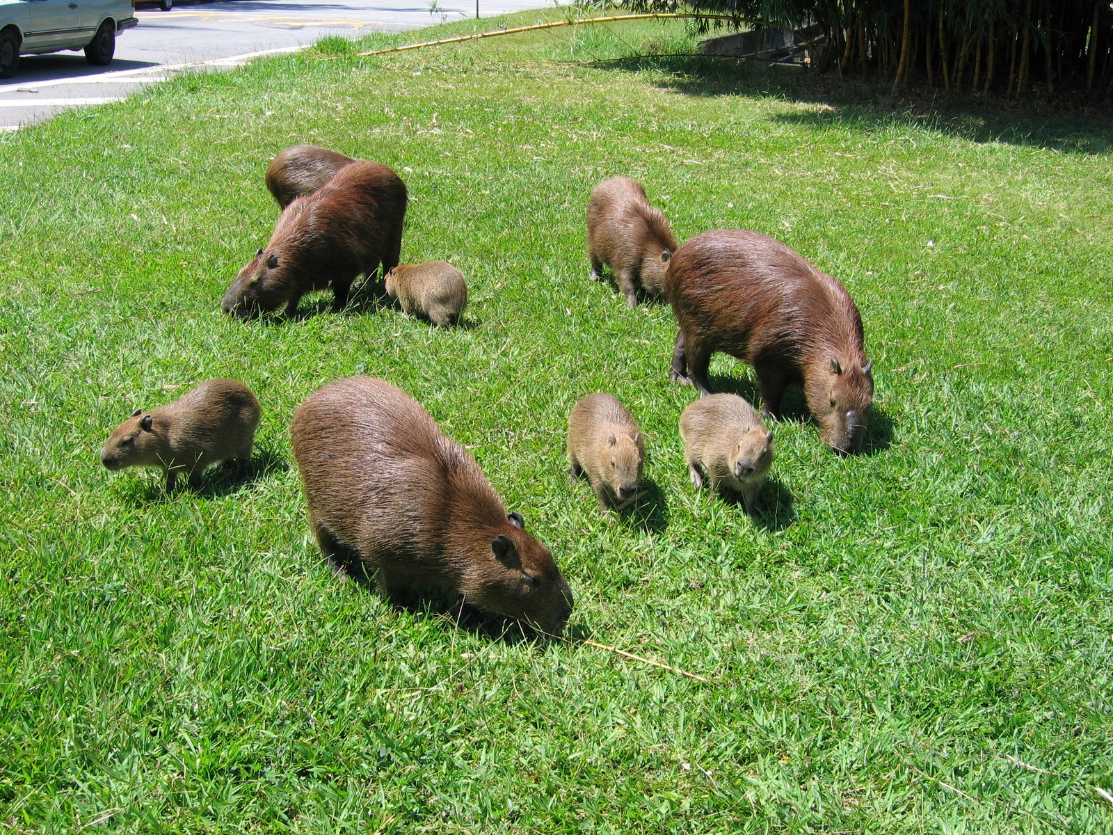 capivara luffy